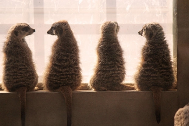 Image de quatre petits lémuriens se questionnant devant une fenêtre