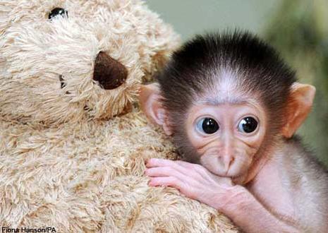 Ambition et dépassement de soi Petit singe enlaçant un ourson en peluche